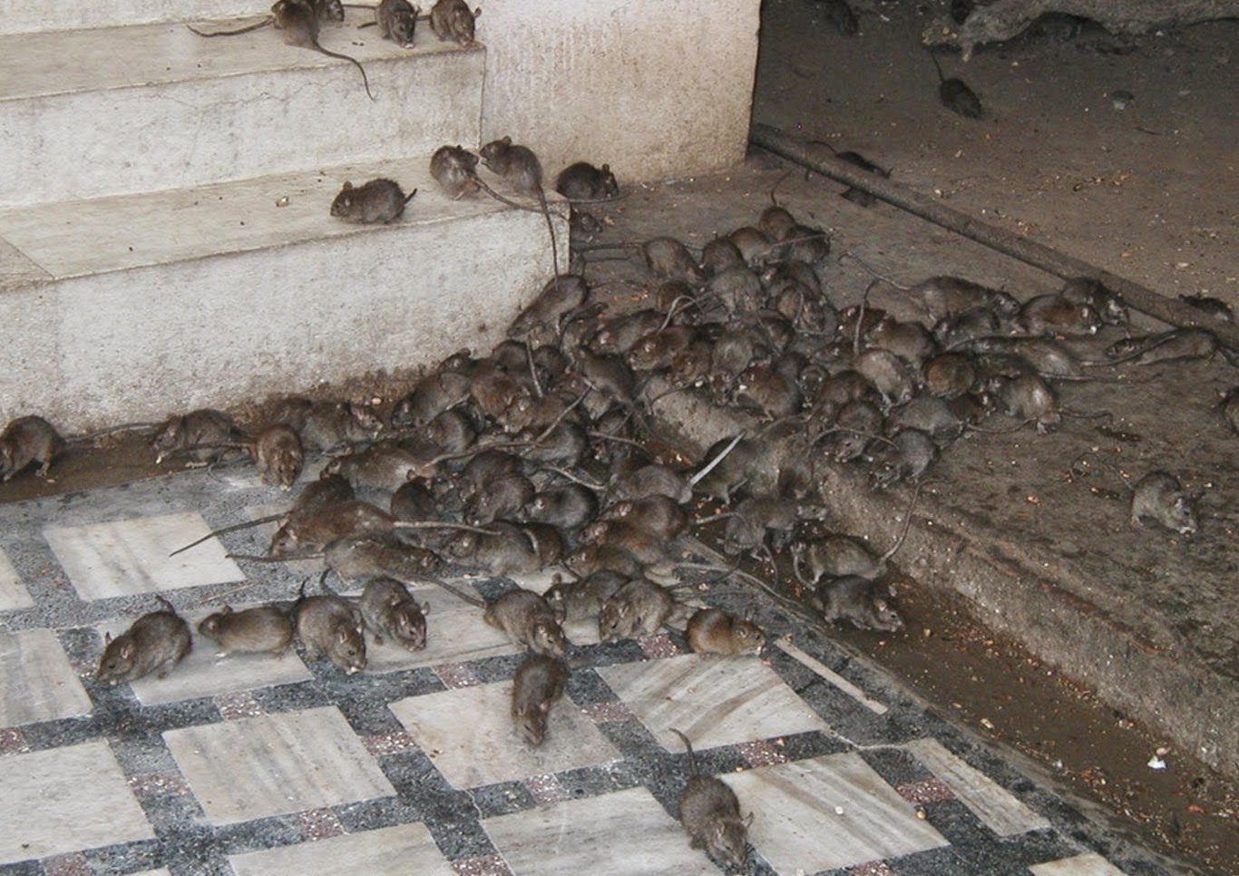 Развитие мышей. Нашествие крыс в блокадном Ленинграде.